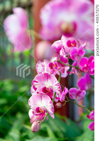 Phalaenopsis Phalaenopsis Hu Die Orchid Flower Orchid Moth Orchid Flower 40657870