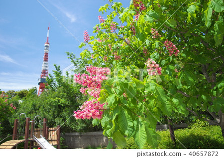 Safflower in a turf park 40657872