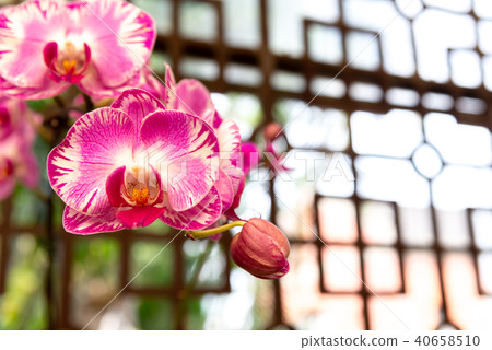 蝴蝶蘭phalaenopsis 胡蝶蘭flower 蘭花はなmoth Orchid 花卉 照片素材 圖片 圖庫