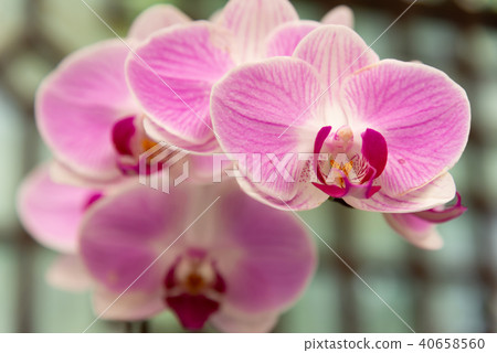 蝴蝶蘭 Phalaenopsis 胡蝶蘭 Flower 蘭花 はな Moth Orchid 花卉 蝴蝶蘭 Phalaenopsis 胡蝶蘭 Flower 蘭花 はな Moth Orchid 花卉 40658560