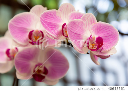 蝴蝶蘭 Phalaenopsis 胡蝶蘭 Flower 蘭花 はな Moth Orchid 花卉 蝴蝶蘭 Phalaenopsis 胡蝶蘭 Flower 蘭花 はな Moth Orchid 花卉 40658561