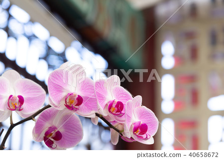蝴蝶蘭 Phalaenopsis 胡蝶蘭 Flower 蘭花 はな Moth Orchid 花卉 40658672