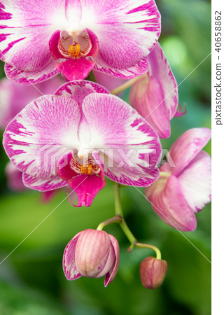 蝴蝶蘭 Phalaenopsis 胡蝶蘭 Flower 蘭花 はな Moth Orchid 花卉 蝴蝶蘭 Phalaenopsis 胡蝶蘭 Flower 蘭花 はな Moth Orchid 花卉 40658862
