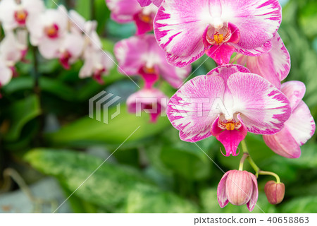 Phalaenopsis Phalaenopsis Hu Die Orchid Flower Orchid Moth Orchid Flower Phalaenopsis Phalaenopsis Hu Die Orchid Flower Orchid Moth Orchid Flower 40658863