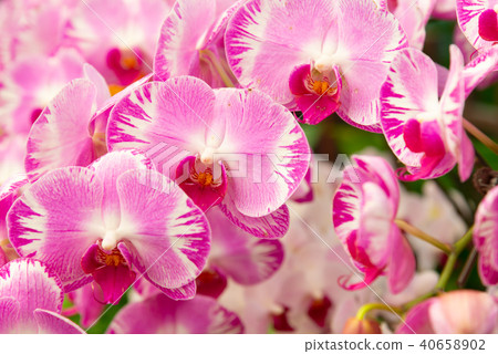 蝴蝶蘭 Phalaenopsis 胡蝶蘭 Flower 蘭花 はな Moth Orchid 花卉 蝴蝶蘭 Phalaenopsis 胡蝶蘭 Flower 蘭花 はな Moth Orchid 花卉 40658902