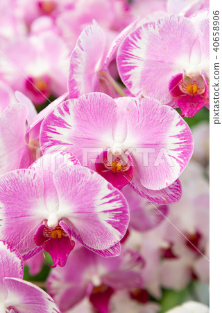 Phalaenopsis Phalaenopsis Hu Die Orchid Flower Orchid Moth Orchid Flower 40658906