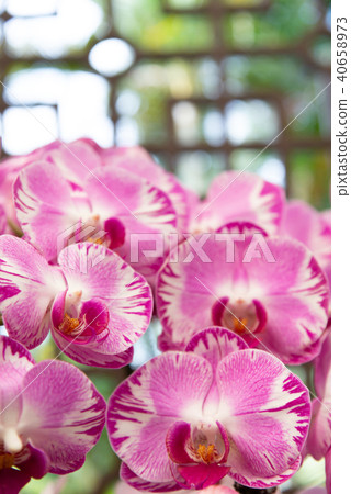 Phalaenopsis Phalaenopsis Hu Die Orchid Flower Orchid Moth Orchid Flower Phalaenopsis Phalaenopsis Hu Die Orchid Flower Orchid Moth Orchid Flower 40658973