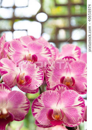 Phalaenopsis Phalaenopsis Hu Die Orchid Flower Orchid Moth Orchid Flower Phalaenopsis Phalaenopsis Hu Die Orchid Flower Orchid Moth Orchid Flower 40658974