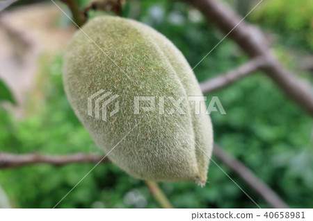 Fruit growing alive with the morning sun in fresh green (almonds) Fruit growing alive with the morning sun in fresh green (almonds) 40658981