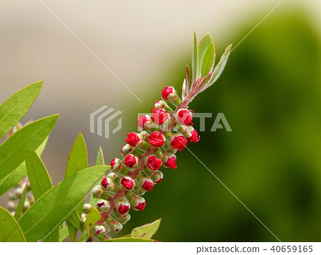 Stamens of Brassica oleracea with rolled tuna 40659165