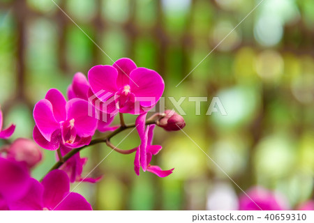 蝴蝶蘭 Phalaenopsis 胡蝶蘭 Flower 蘭花 はな Moth Orchid 花卉 40659310