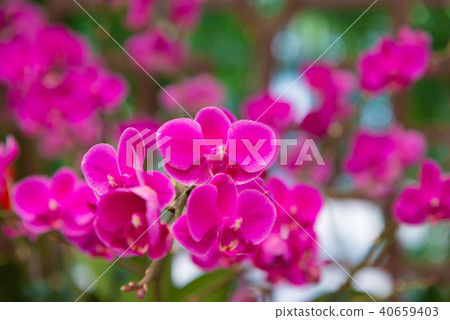 蝴蝶蘭 Phalaenopsis 胡蝶蘭 Flower 蘭花 はな Moth Orchid 花卉 蝴蝶蘭 Phalaenopsis 胡蝶蘭 Flower 蘭花 はな Moth Orchid 花卉 40659403