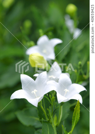 Bellflower 40659425