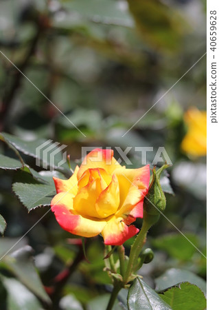 玫瑰查爾斯頓 玫瑰查爾斯頓 40659628