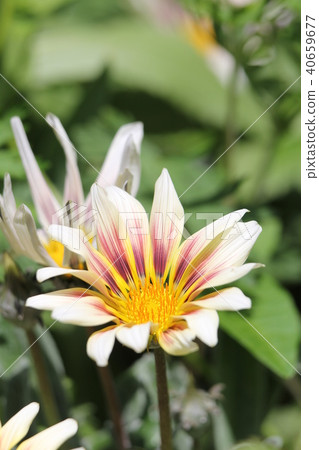 Gazania Gazania 40659677