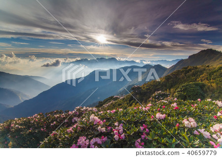 Hehuanshan, azalea, sunset 40659779