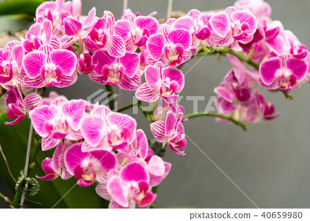 Phalaenopsis Phalaenopsis Hu Die Orchid Flower Orchid Moth Orchid Flower Phalaenopsis Phalaenopsis Hu Die Orchid Flower Orchid Moth Orchid Flower 40659980