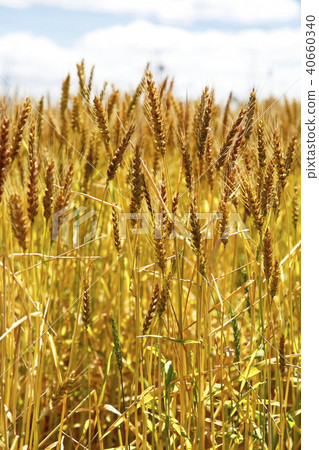 Golden Wheat (Agriculture and Forestry No. 61) 40660340