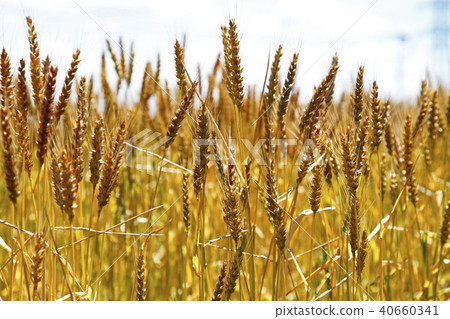 金小麥（農林第61號） 40660341