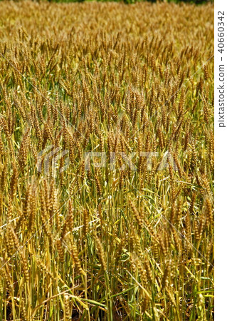 Golden Wheat (Agriculture and Forestry No. 61) 40660342