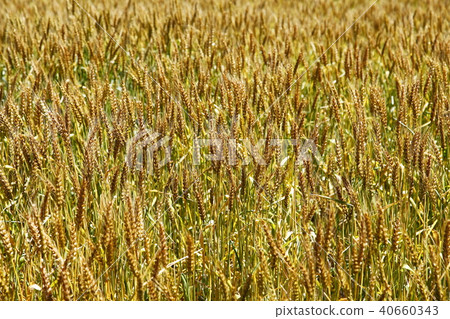 Golden Wheat (Agriculture and Forestry No. 61) Golden Wheat (Agriculture and Forestry No. 61) 40660343