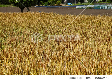 金小麥(農林第61號) 金小麥(農林第61號) 40660349