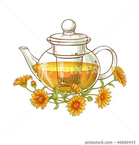 calendula tea vector illustration 40660435
