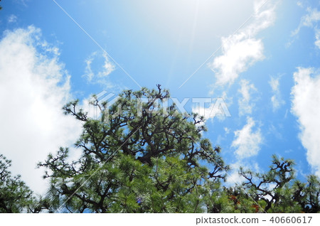Fresh green sky Fresh green sky 40660617