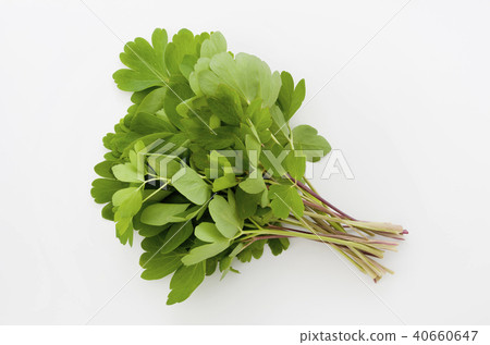 Longevity grass (Button bow fish) 40660647