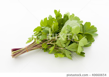 長壽草(鈕扣弓魚) 長壽草(鈕扣弓魚) 40660654