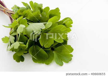 Longevity grass (Button bow fish) Longevity grass (Button bow fish) 40660655