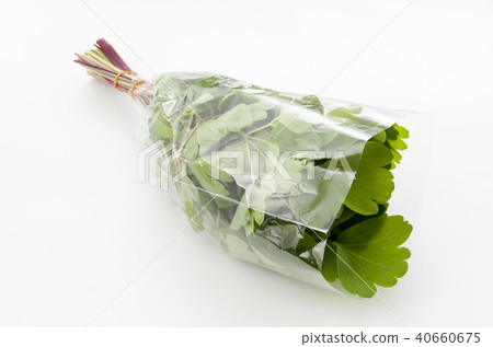 長壽草（鈕扣弓）袋 40660675