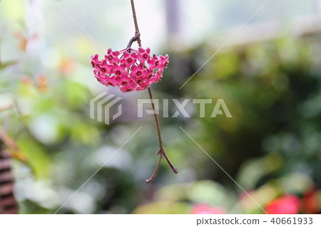 Hoya flowers 40661933