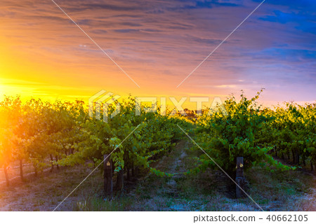 Grape vines in McLaren Vale at sunset 40662105