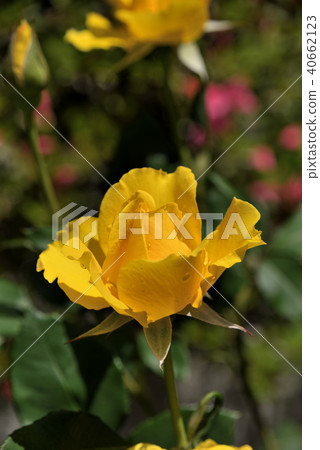 Rose (Henry Fonda) Rose (Henry Fonda) 40662123