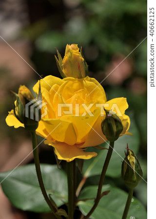 Rose (Henry Fonda) Rose (Henry Fonda) 40662125