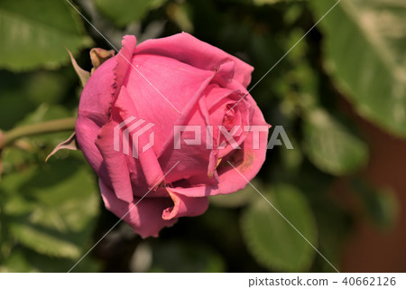 Rose (Auguste Renoir) Rose (Auguste Renoir) 40662126