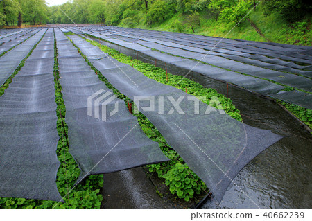Wasabi farm Wasabi field Wasabi farm Wasabi field 40662239