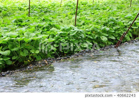 Wasabi farm Wasabi field Wasabi farm Wasabi field 40662243