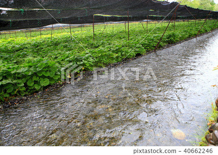 Wasabi farm Wasabi field 40662246