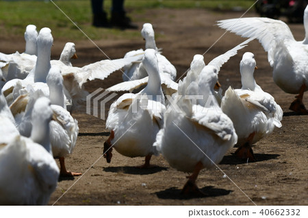 Duck, run 40662332