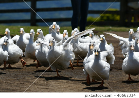 Duck, run 40662334