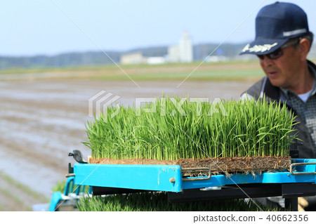 Male image rice planting with rice transplanter Male image rice planting with rice transplanter 40662356
