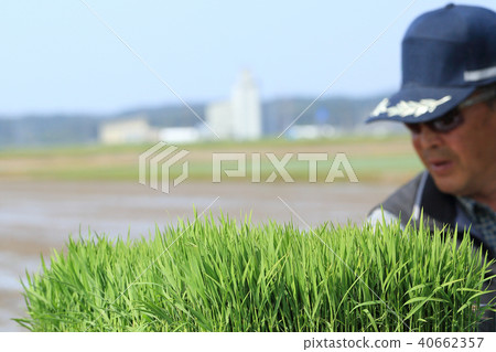 種植與米移植器的男性圖像米 種植與米移植器的男性圖像米 40662357