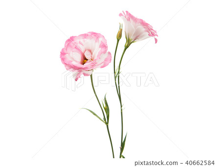 eustoma flower 40662584