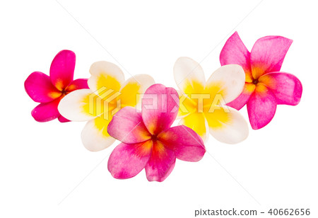 frangipani flower isolated 40662656