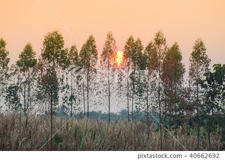 The sun slowly setting moves through the big tree. 40662692