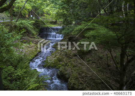 Mountain stream in early summer 40663173