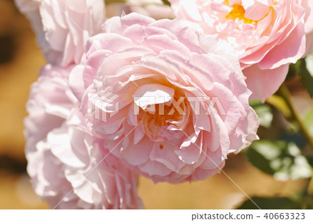 Rose Rose 40663323