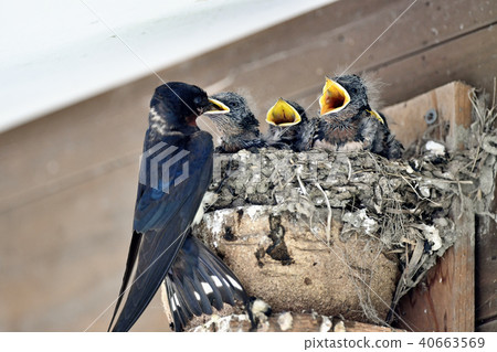 吞嚥Tsubame 40663569